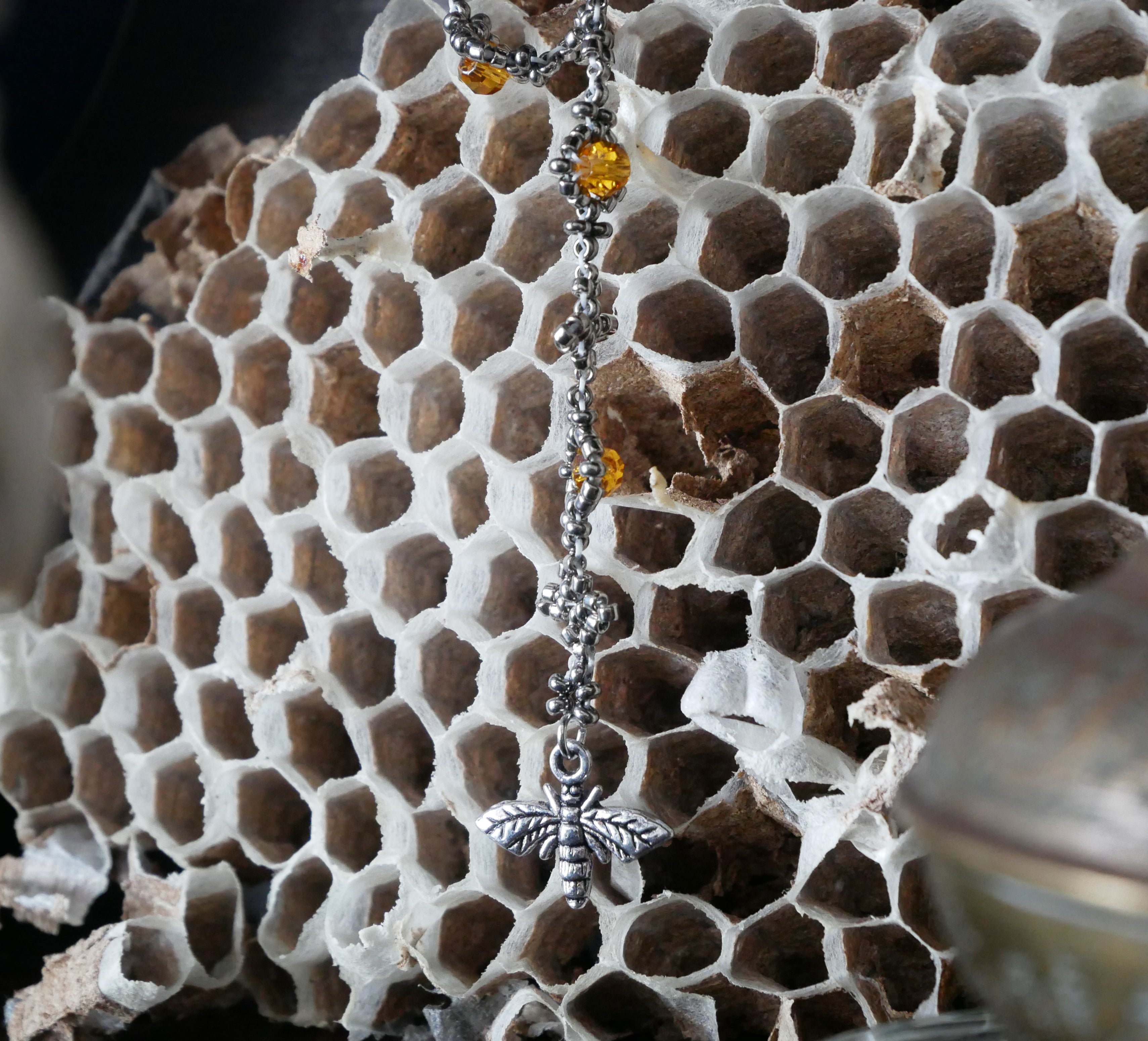 Leptospire spécimen n°1