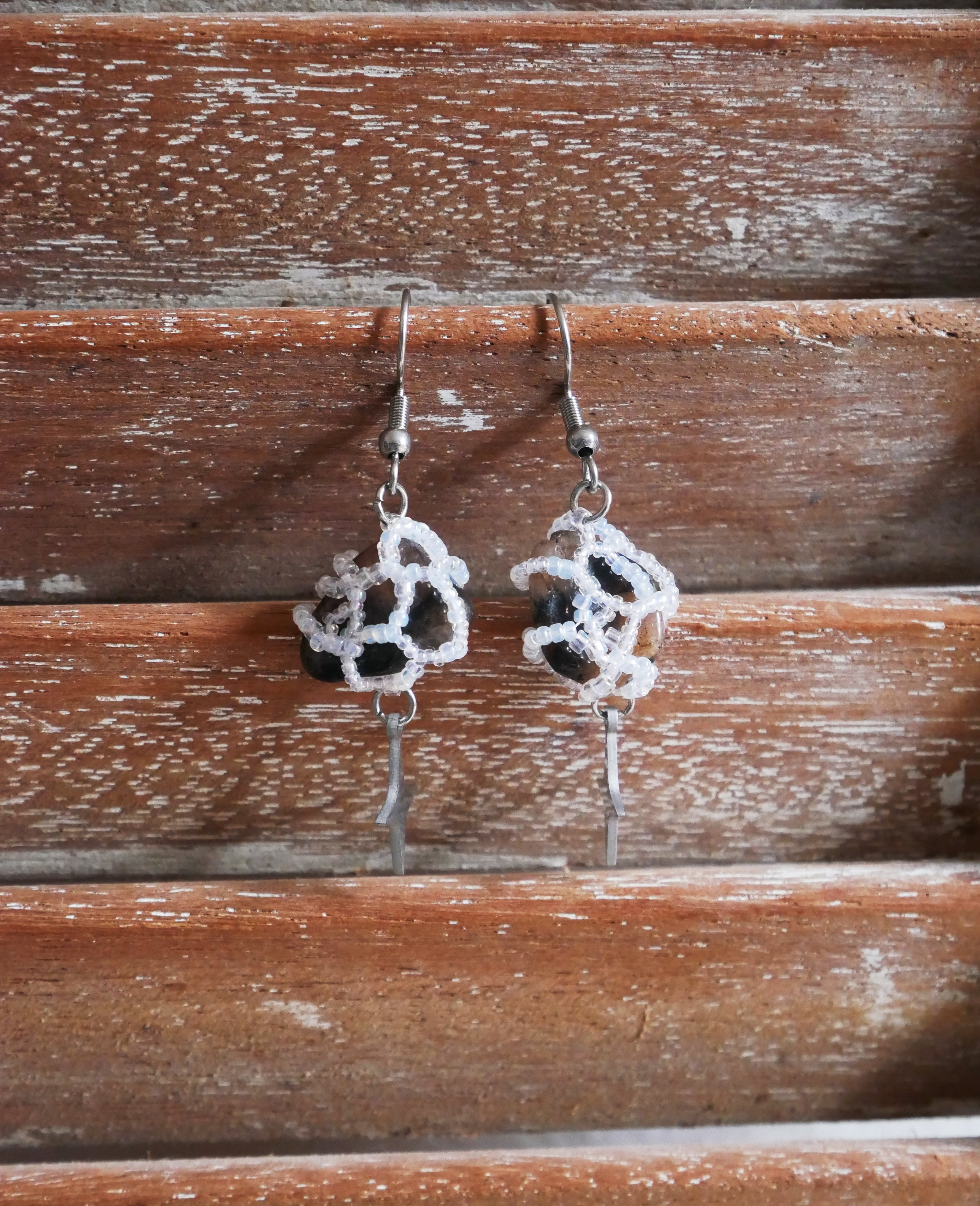 Circogonia étoilées